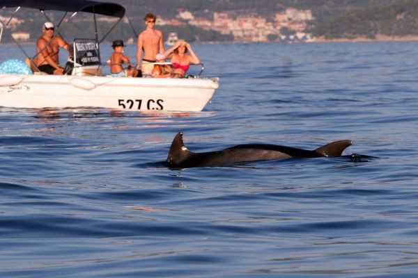 Dolphins Watching